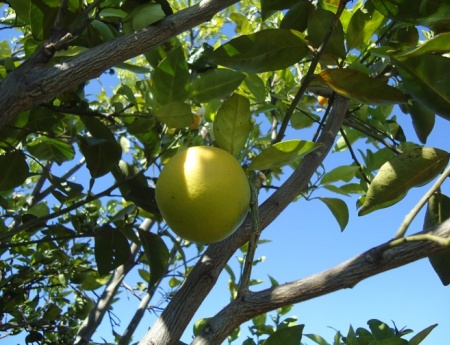 Temperatura alta diminui multiplicação da bactéria do HLB nas plantas de citros