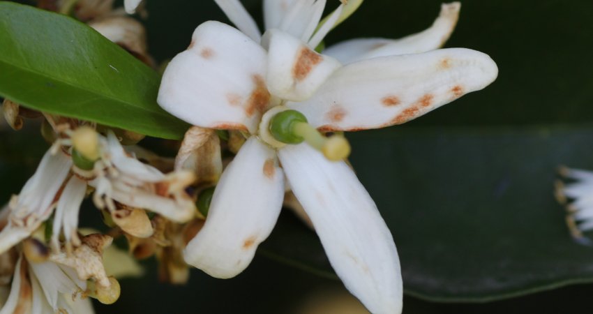 Florada e manejo da podridão floral: principais dúvidas dos citricultores