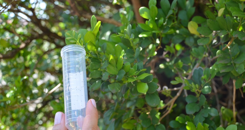 Fundecitrus atinge produção de 3 milhões de vespinhas Tamarixia radiata, inimigo natural do psilídeo do greening