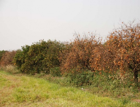 Fundecitrus realiza Dia de Campo sobre Morte Súbita, em Parisi