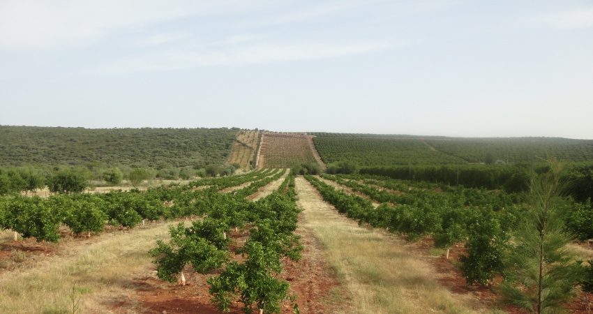 Portugal tem 20 mil hectares de citros e foi o responsável pelo início do cultivo da cultura no continente no século XVI
