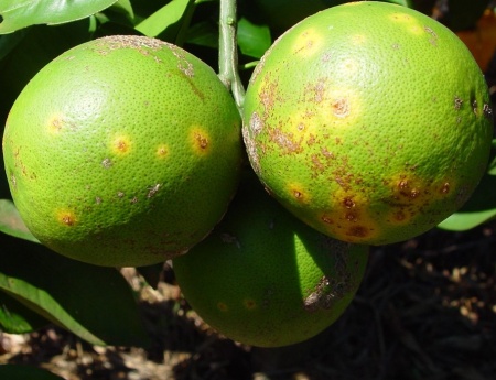 Fundecitrus faz Dia de Campo de cancro cítrico para citricultores paulistas e paranaenses