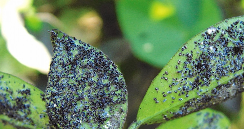 Conheça as medidas de controle da mosca negra, praga que pode causar  a morte das laranjeiras
