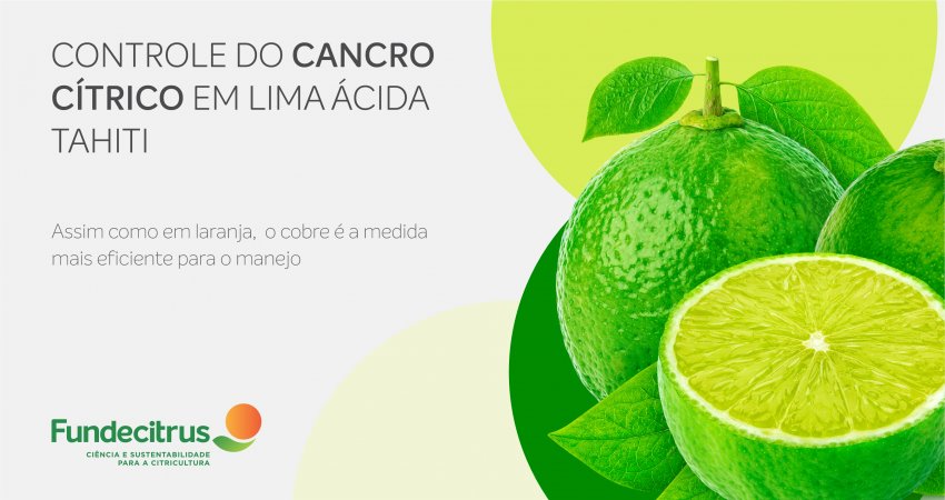 Pesquisa determina suscetibilidade e uso eficiente de cobre no controle de cancro em lima ácida Tahiti