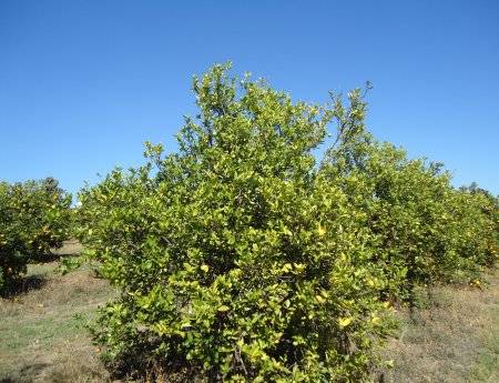 Greening deve afetar 14% das plantas de São Paulo