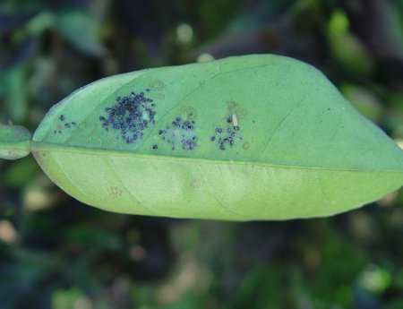 Mosca Negra dos Citros sai da lista de pragas quarentenárias