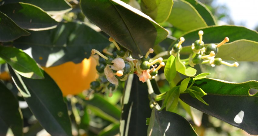 USDA mantém estimativa de safra da Flórida (EUA) em 45 milhões de caixas
