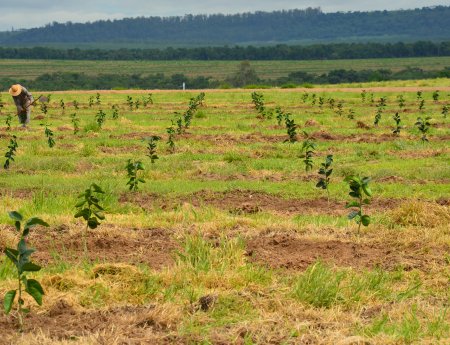 Plantas transgênicas são testadas no campo