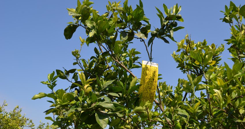 Ações externas de controle do greening diminuem a captura de psilídeos dentro das fazendas