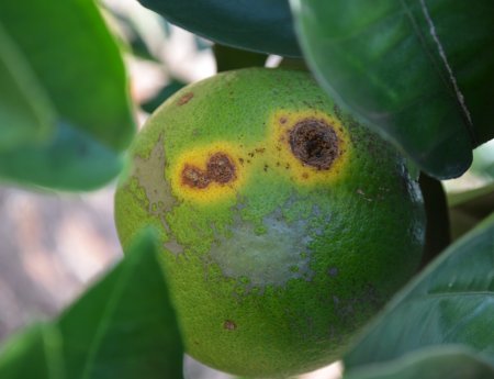 Dia de campo mostrará medidas que ajudam no controle do cancro cítrico
