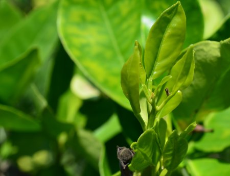 Fundecitrus e Koppert testam inseticida natural contra psilídeo