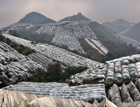 China se moderniza e aprimora manejo do HLB
