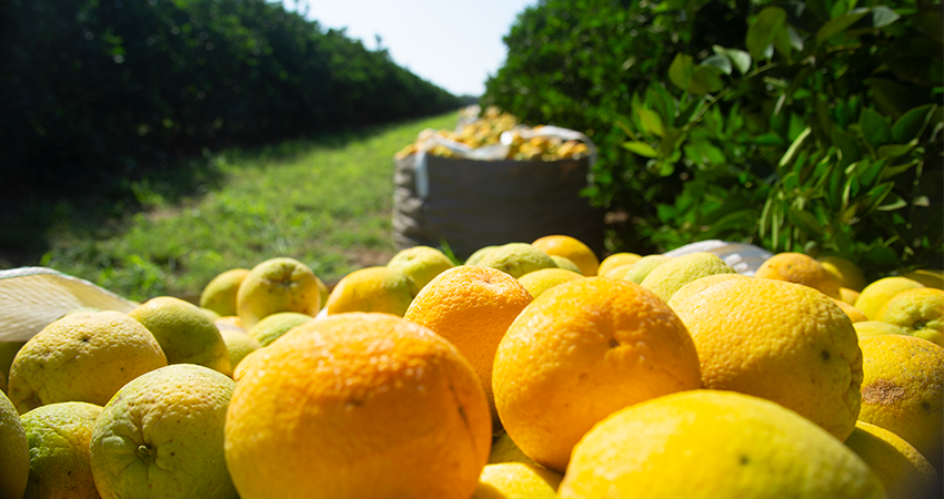 Safra de laranja 2018/19 no cinturão de SP e MG se encerra em 285,98 milhões de caixas