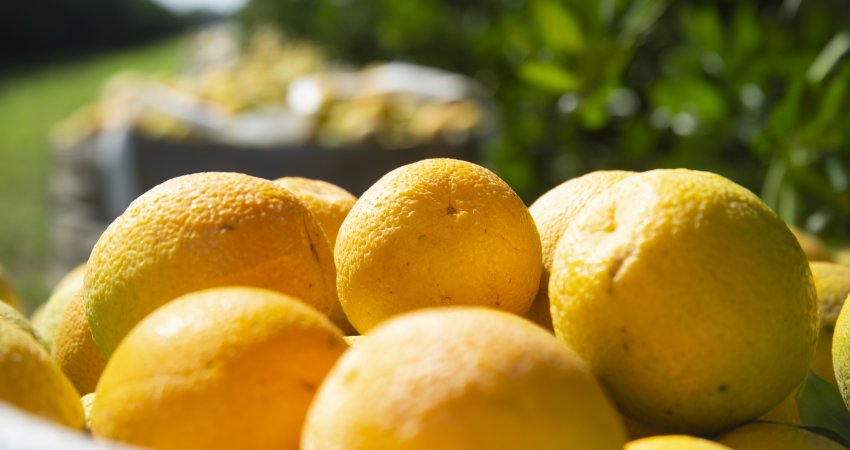Safra de laranja 2020/21 do cinturão citrícola de SP e MG é reestimada em 286,72 milhões de caixas / Updated orange crop forecast totals 286.72 million boxes