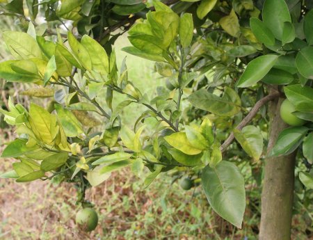 Pesquisadores do Fundecitrus treinam agentes do Caribe contra o HLB