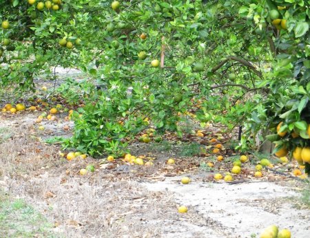 Safra de laranja na Flórida deve ser de 104 milhões de caixas