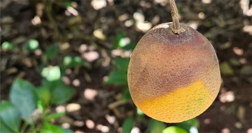 Podridão de ramos tem atingido pomares de laranja 