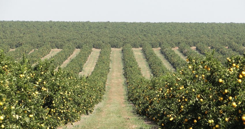 Região de Matão (SP) tem redução de greening pelo terceiro ano consecutivo
