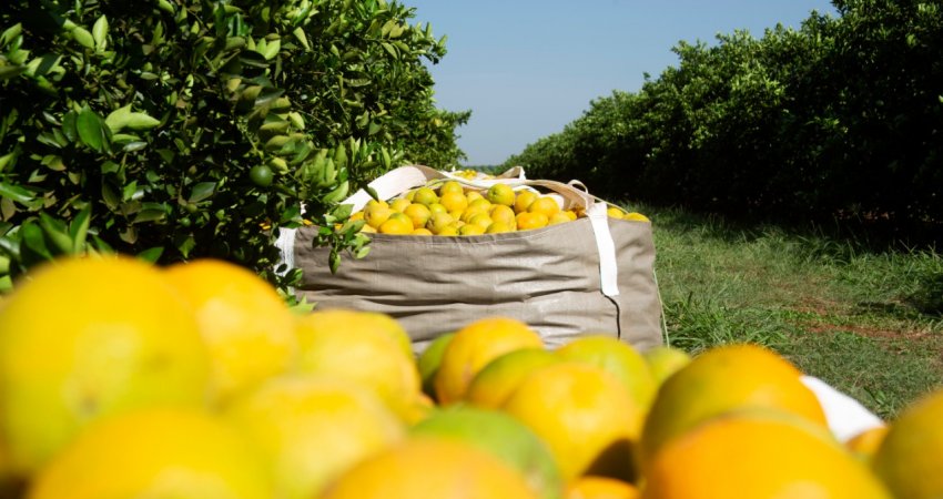 Safra de laranja 2019/20 em SP e MG se encerra em 386,79 milhões de caixas