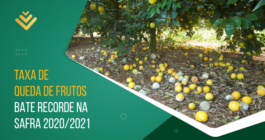 Taxa de queda de frutos bate recorde na safra 2020/2021; seca severa e aumento de pragas e doenças são os principais motivos