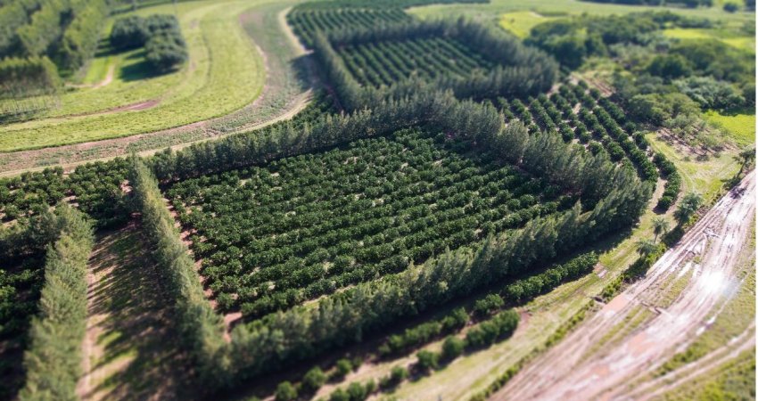 Dia de campo mostra efeito da adoção de medidas integradas para o controle  de cancro cítrico