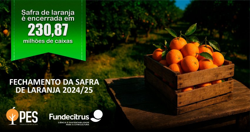 Safra de laranja 2024/25 é encerrada com produção total de 230,87 milhões de caixas