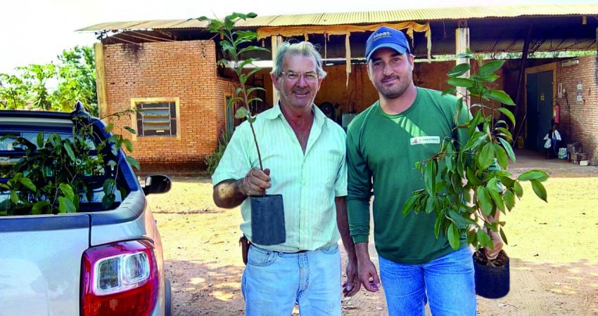 Ações externas contra o greening já substituíram quase 620 mil plantas de citros sem controle e murtas no cinturão citrícola