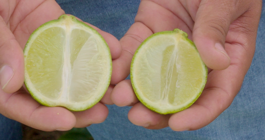 Greening reduz produtividade e causa perdas para lima ácida Tahiti e manejo deve ser rigoroso