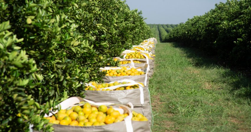 Safra de laranja 2020/21 se encerra em 268,63 milhões de caixas / 2020-21 Final orange crop forecast update
