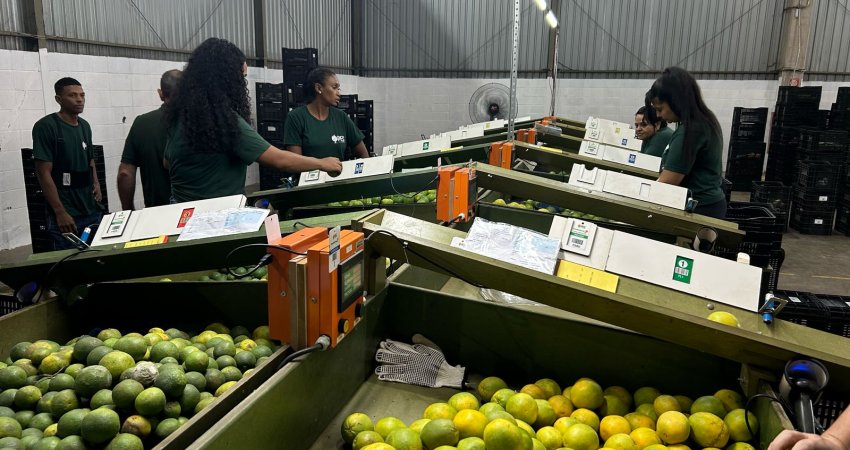 Trabalhos para estimativa da safra 2025-2026 já foram iniciados