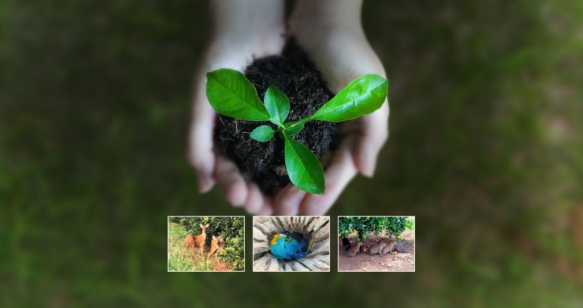 Citricultura terá mapeamento de estoques de carbono e fauna silvestre
