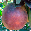 sintomas em frutos