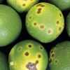 sintomas em frutos