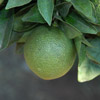 sintomas em frutos