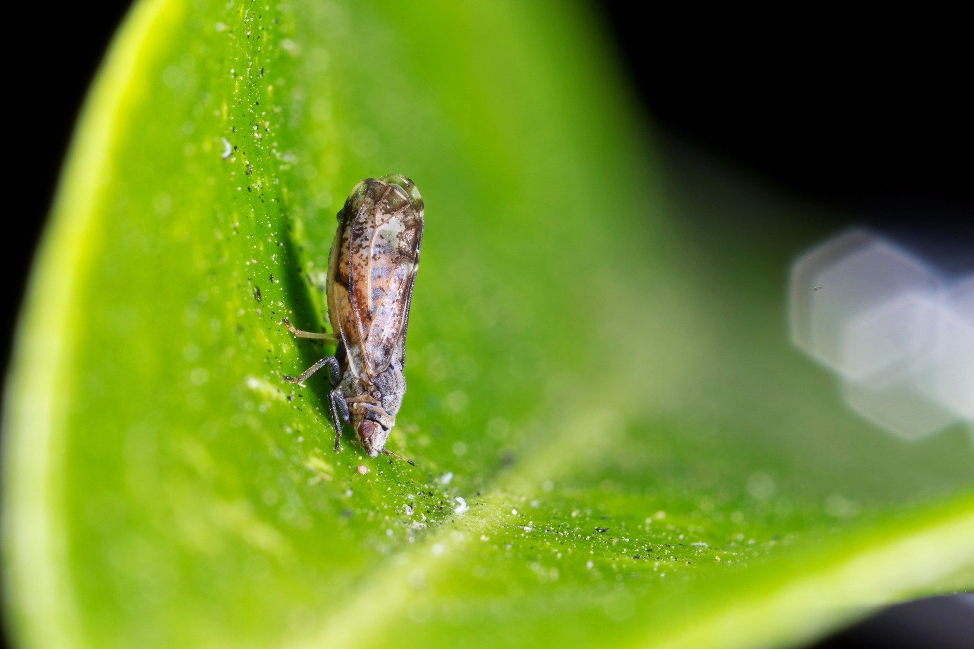 O psilídeo Diaphorina citri é o responsável pela disseminação do greening no Brasil.